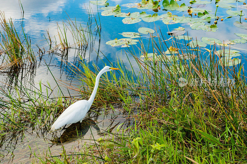 大白鹭在大沼泽国家公园湿地景观美国佛罗里达州