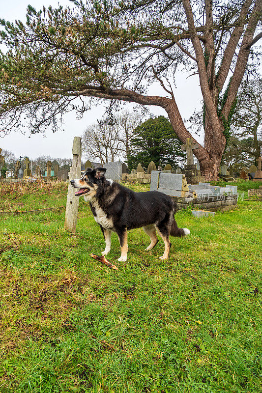 边境牧羊犬站在草地上