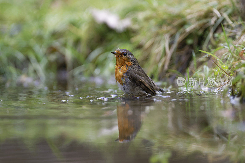 罗宾(红心rubecula)