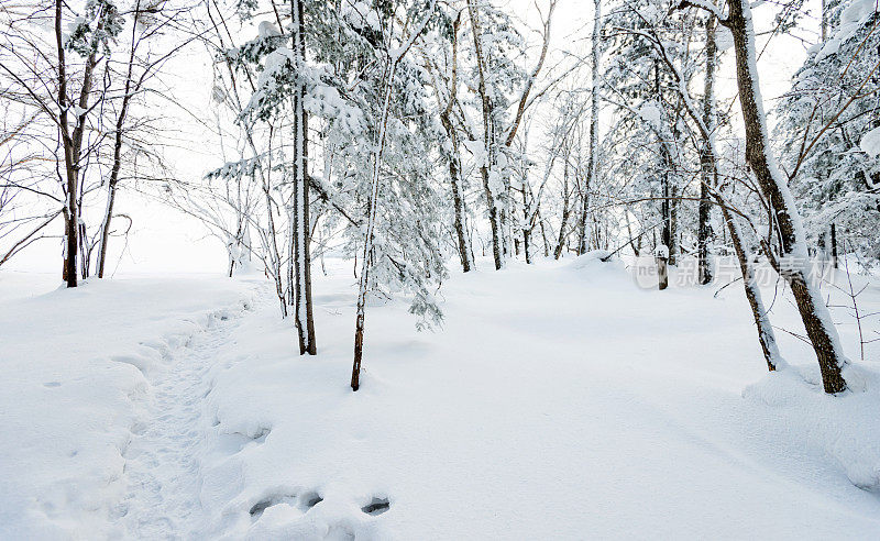 穿过白雪覆盖的森林的小路