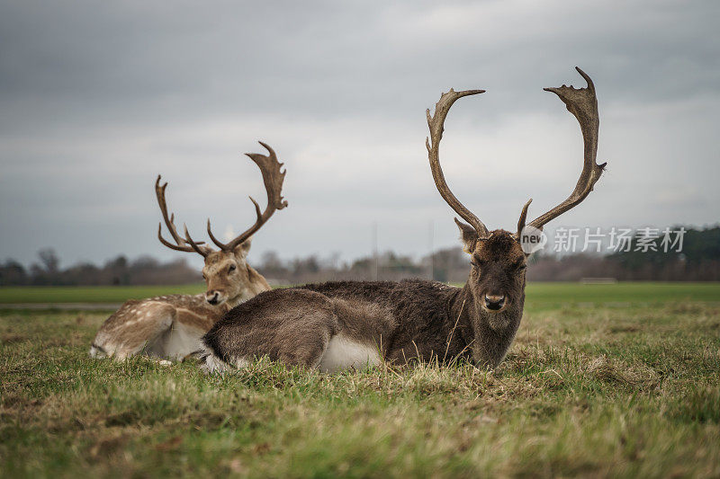 两只雄鹿在草地上放松在凤凰公园，都柏林在阴天与浅深度的领域
