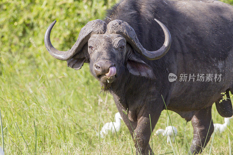 肯尼亚的水牛