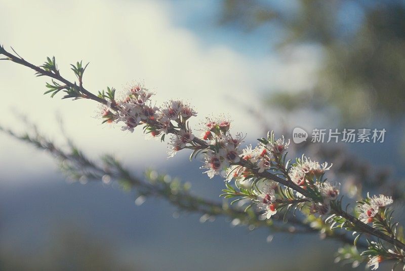 卡努卡（昆泽亚埃里诺德）茶树