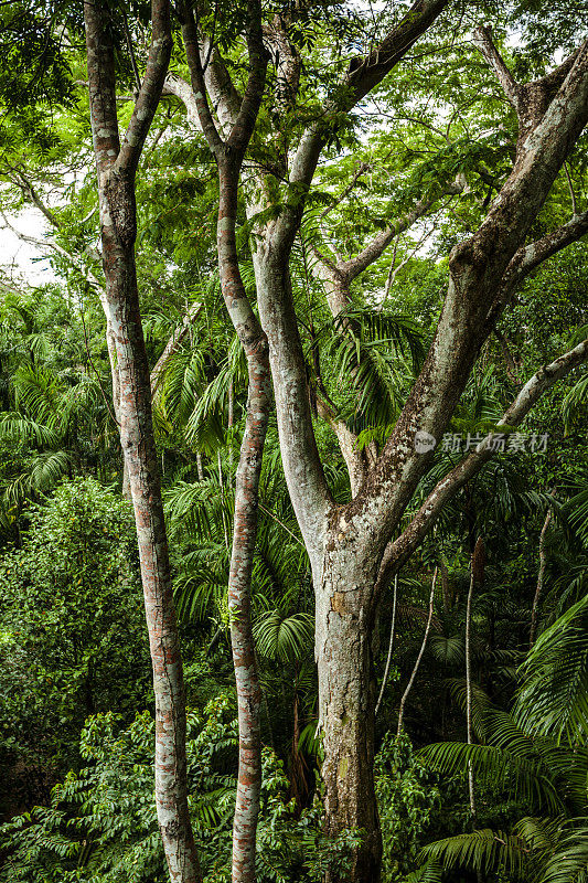 巴拿马热带雨林中的热带树木