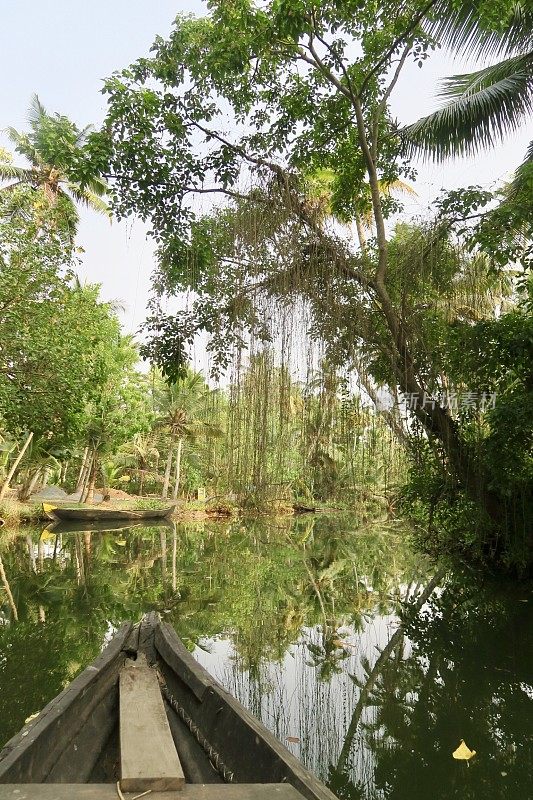 印度喀拉拉邦回水区，木船前的红树林栖息地，盐生植物景观