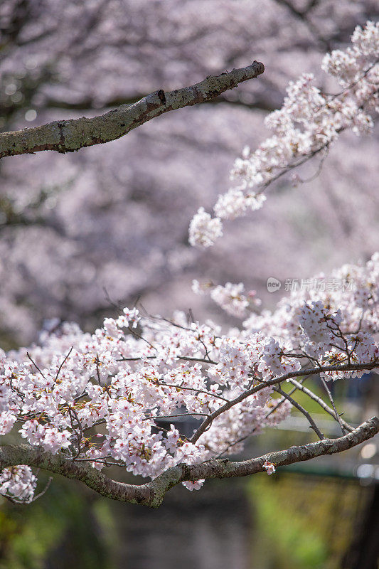 日本的樱花