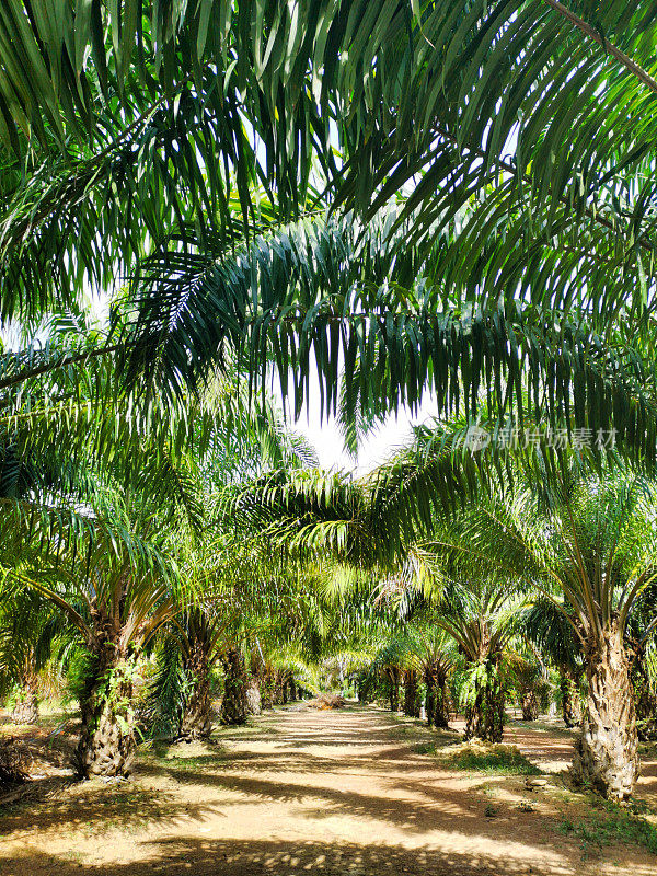 棕榈油种植园，泰国