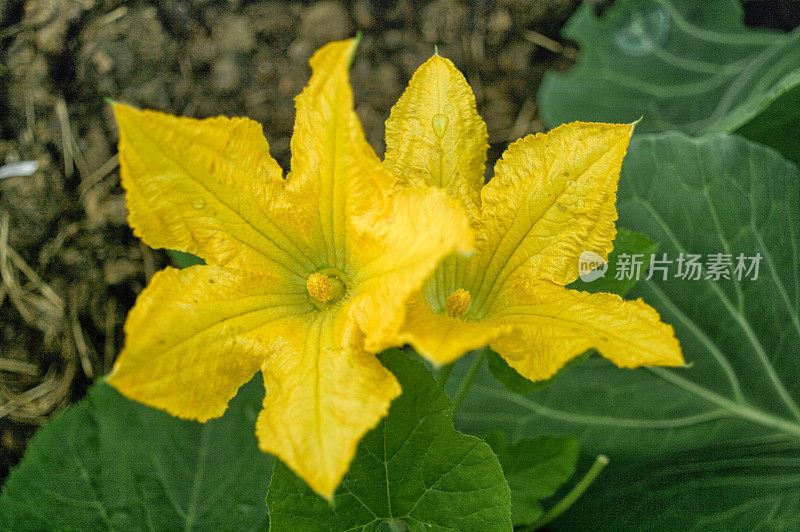 西葫芦(小胡瓜或西葫芦)花