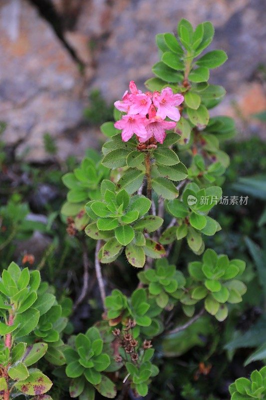 高山花杜鹃花