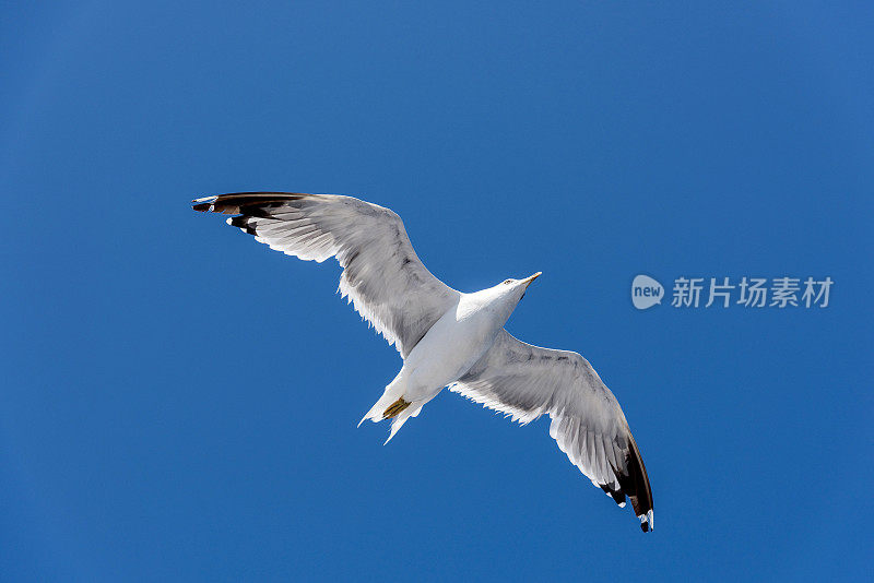 一只白色的海鸥在希腊的蓝天上飞翔