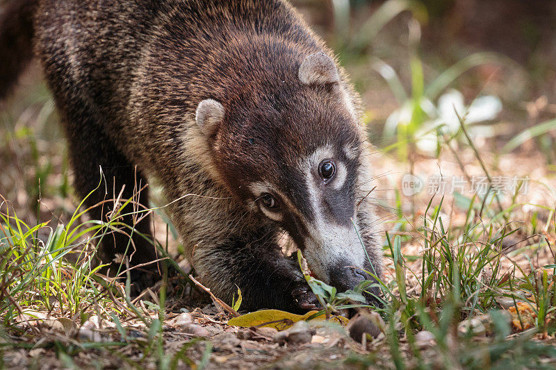 Coati在哥斯达黎加也被称为coatimundi