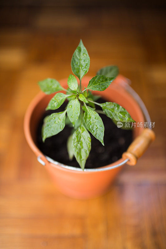 小植物在橙色花盆在地板上