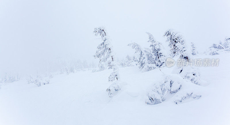 雪后冰雪覆盖的冷杉林和冬日灰蒙蒙的天空。喀尔巴阡山脉,乌克兰。