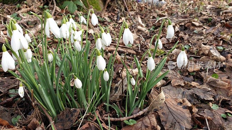 雪花莲