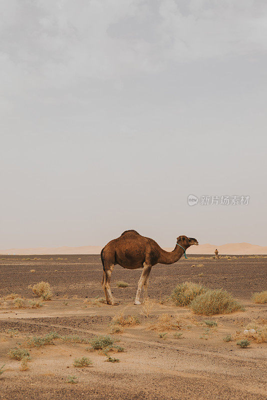 美丽的单峰驼站在沙漠里。