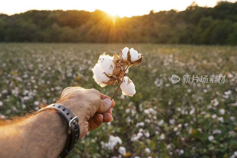 观点。分享知识。棉花采摘的季节。活跃的老年人和年轻一代一起在棉花地里工作。在金色的夕阳下，两名农学家在收割前评估庄稼。