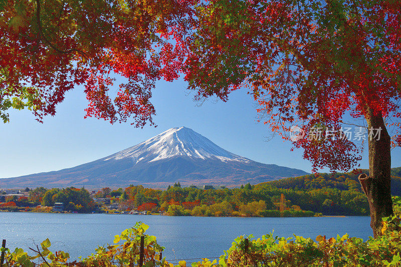 富士山和秋叶颜色:从川口湖看，日本