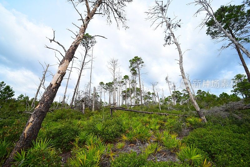 死松树剥落树皮在沿海的佛罗里达松树林与活的树在较高的地面