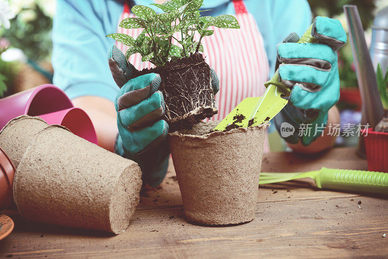 女人的手在盆栽一些植物