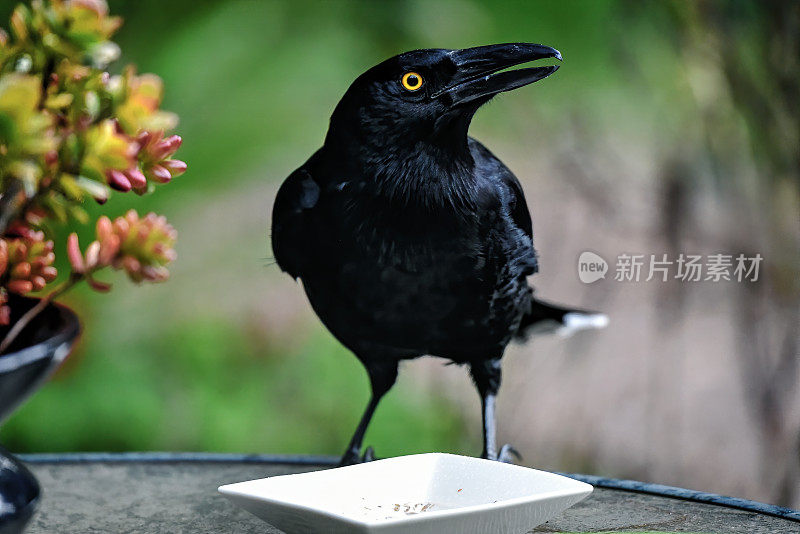 饿了斑驳的Currawong