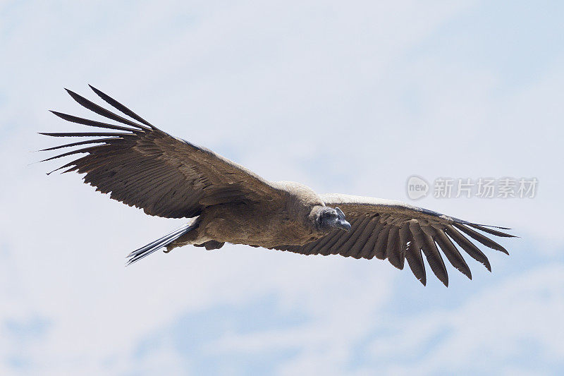 一只幼年的安第斯秃鹰在安第斯中部上空翱翔