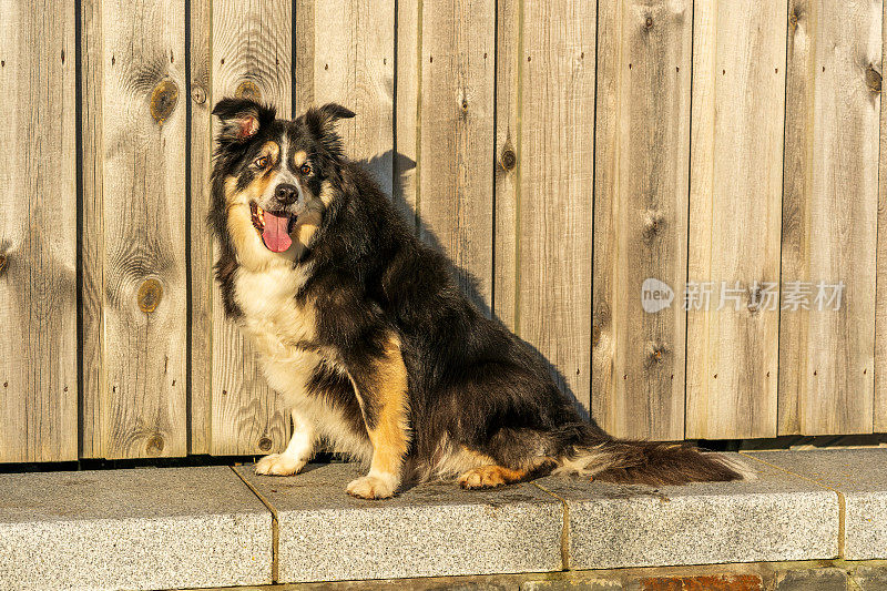 博德牧羊犬坐在木篱笆前