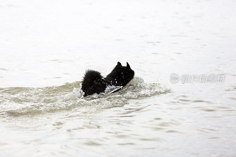 Schipperke，小黑狗在湖里游泳，背景，复制空间