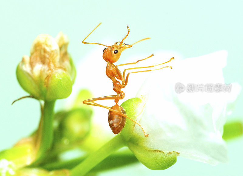 蚂蚁爬小白花――动物行为。