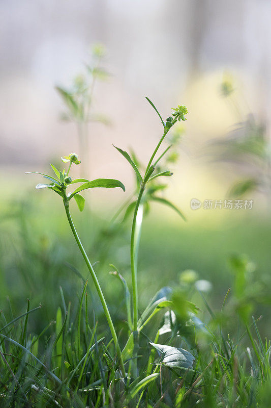 small-flowered毛茛属植物的