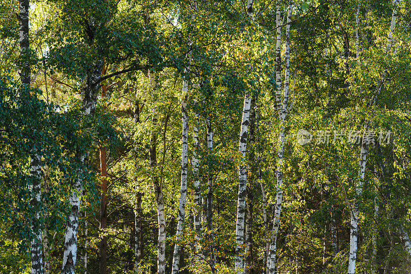 夏季白桦林景观。