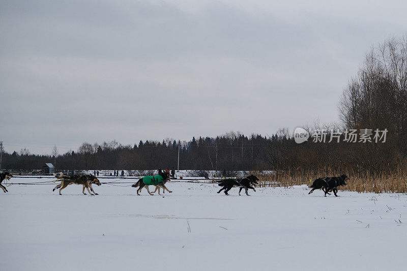在耐力和长跑比赛中与狗狗一起跑步。一队北方雪橇犬在冰湖上奔跑。侧视图。阿拉斯加哈士奇在工作。