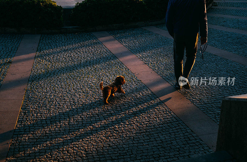 日落时分，可爱的狗狗和主人一起散步