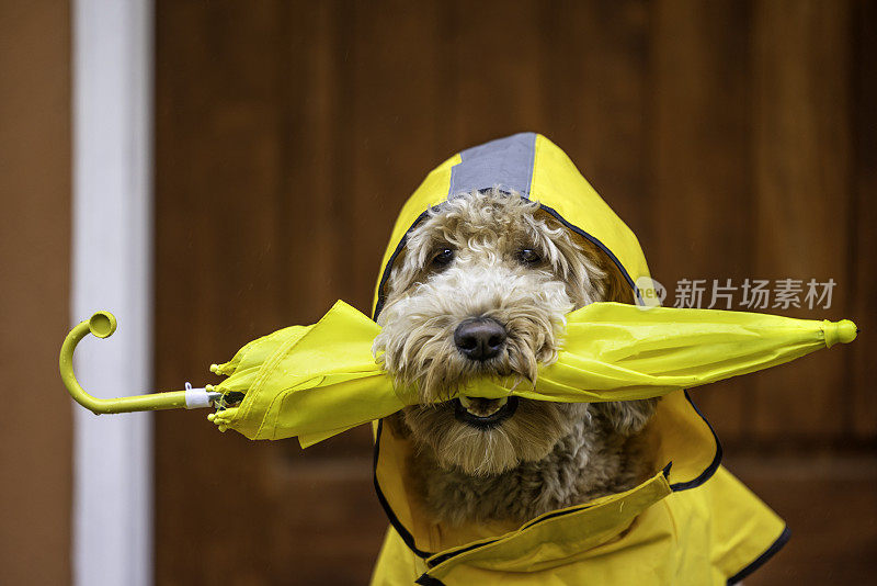 雨天金毛犬散步