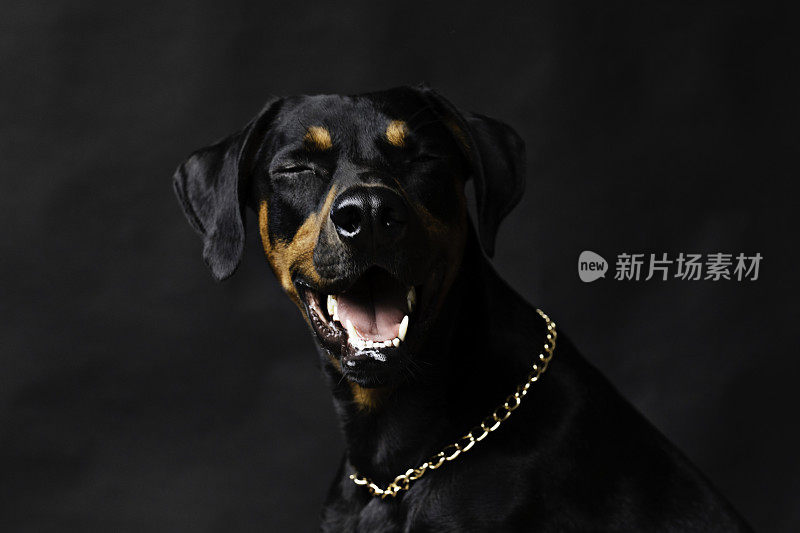 杜宾犬