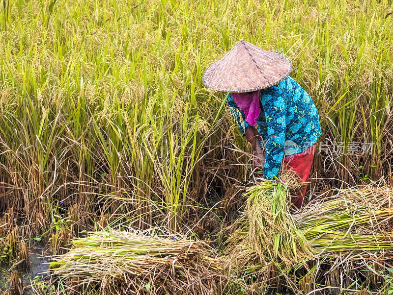 稻田收割农民在工作