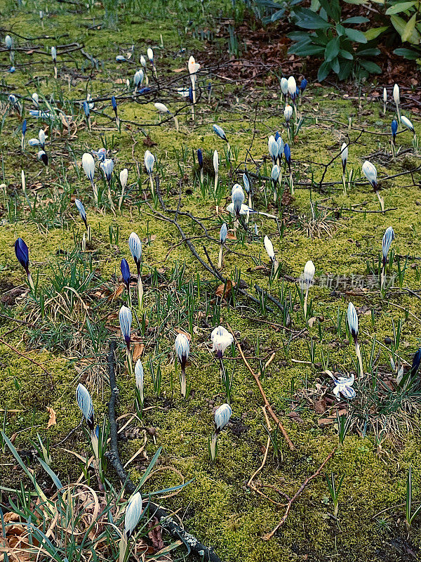 英国苏格兰格拉斯哥公园的雪花花