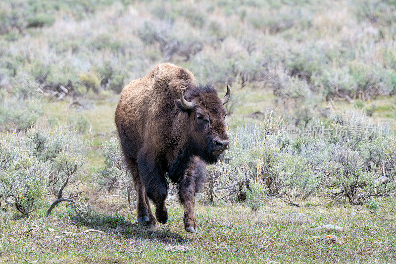 北美西部怀俄明州黄石国家公园拉马尔谷的野牛或水牛奔向摄像机