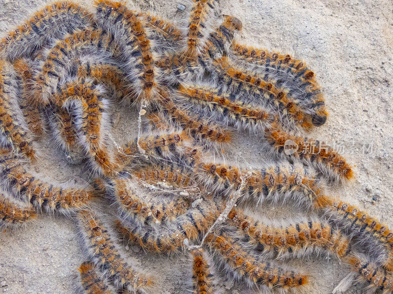 pityocampa蠕虫在地面上列队迁徙。近距离的细节。