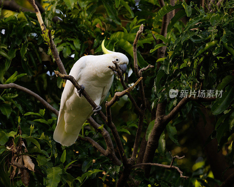 硫冠凤头鹦鹉，树上的仙人掌