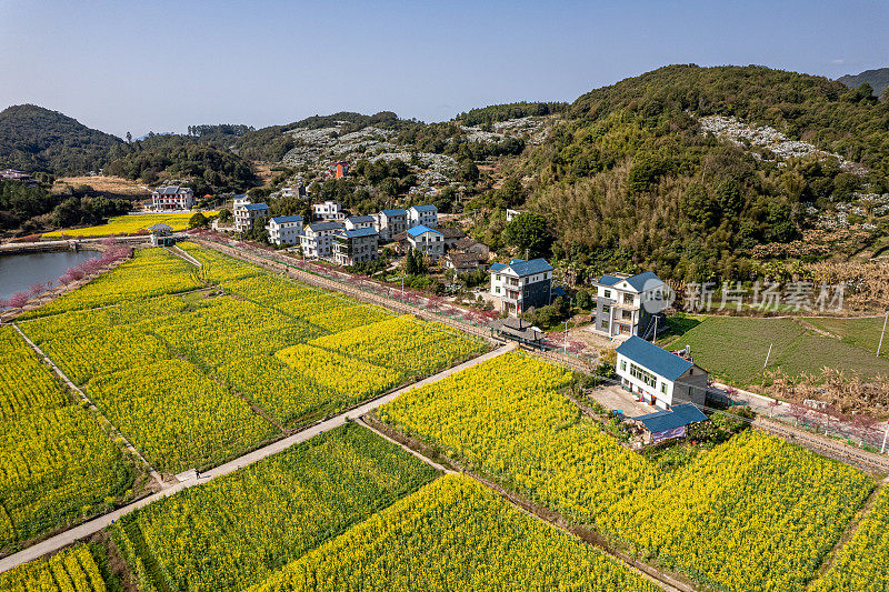 黄色的油菜花田在农村