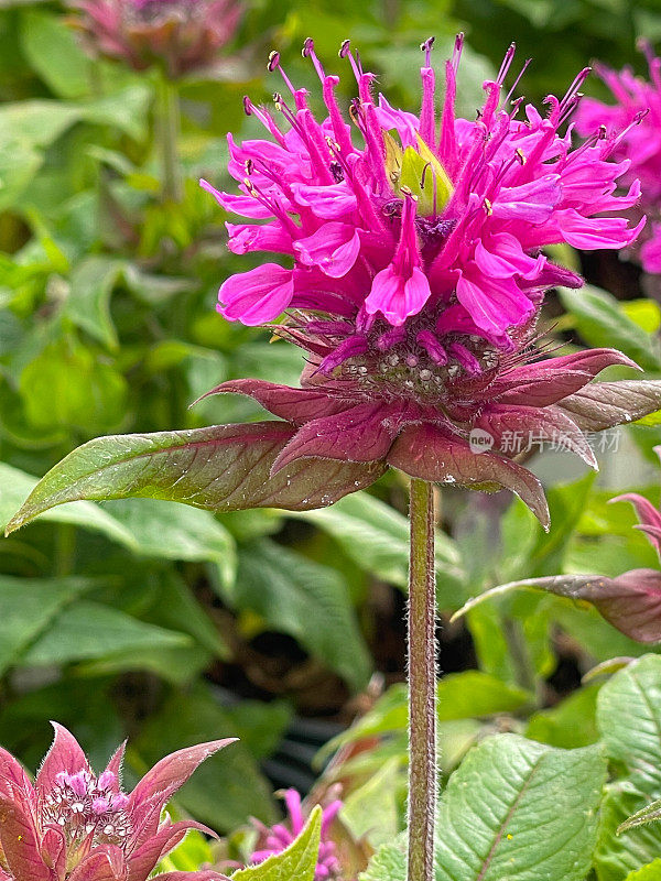 粉色Beebalm