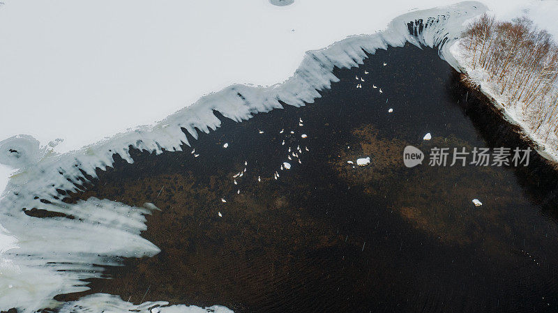 挪威冰湖上天鹅鸟的鸟瞰图