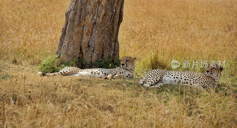 非洲猎豹在树干旁休息