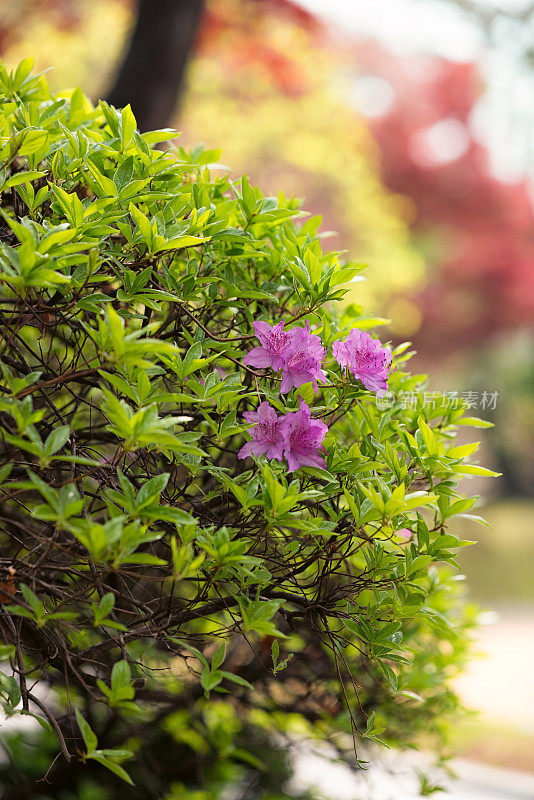 杜鹃花盛开