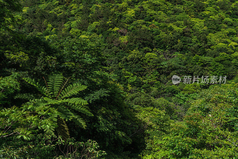 山原森林