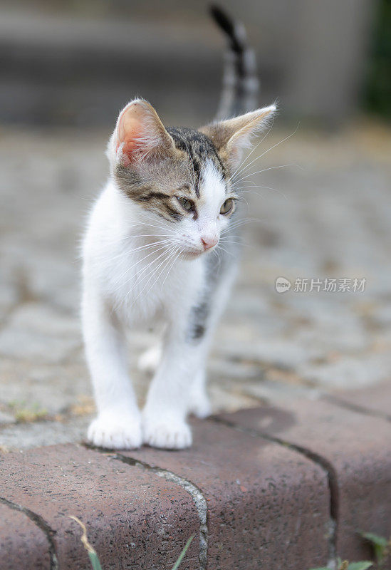 斑纹流浪猫。