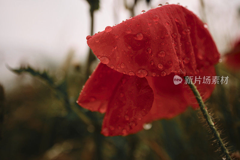 在康沃尔的纽基，六月的一个坏天气里，红色的罂粟花被雨滴覆盖。