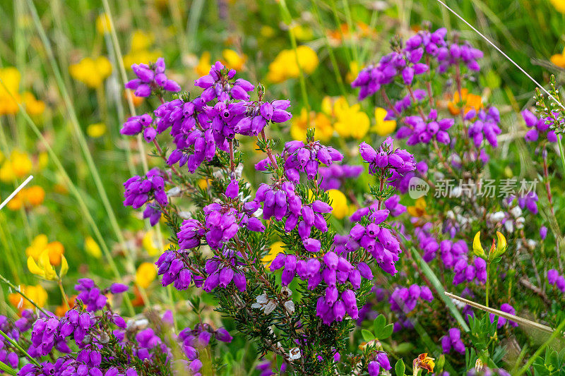 苏格兰的紫石南花-马蹄莲