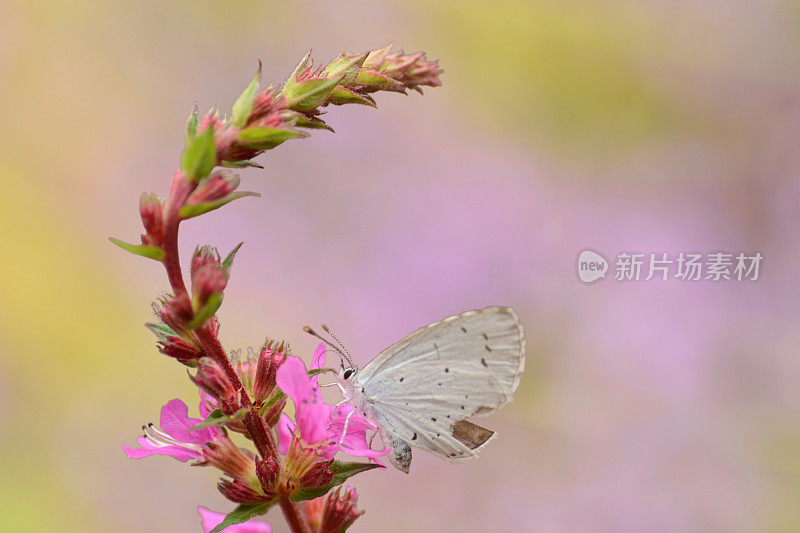 白屈菜。