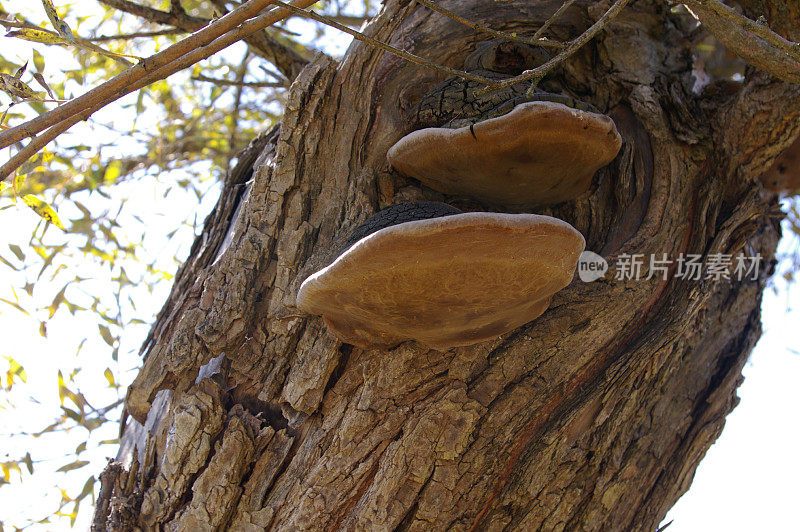 生长在树干上的多孔真菌。柳树树皮上的支架或架子真菌